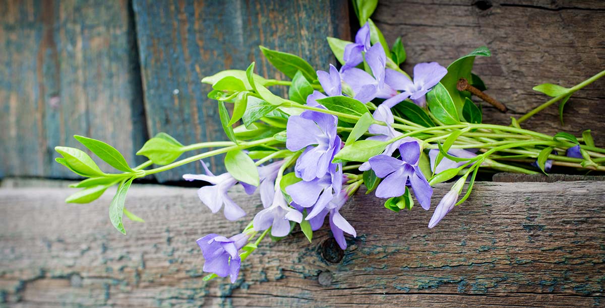 Foglie di un verde acceso e fiori lilla che pendono da un balcone in legno