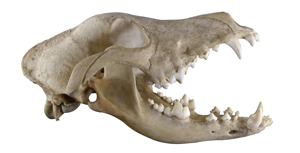 Blick auf den Schädel des Ursus Speleus
