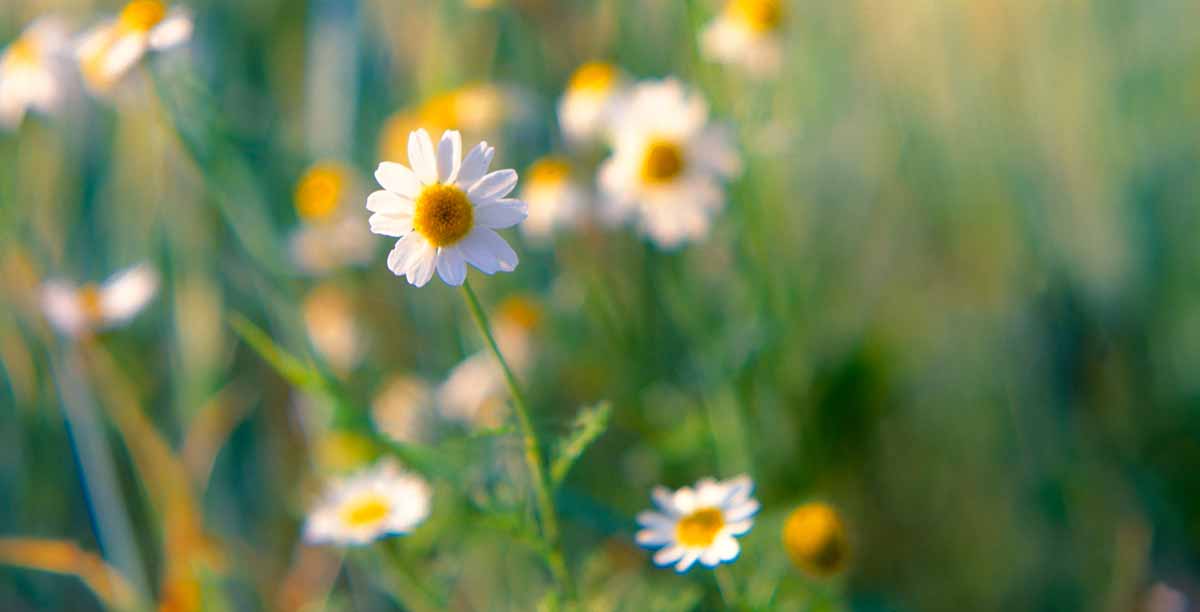 Little daisies in a lawn