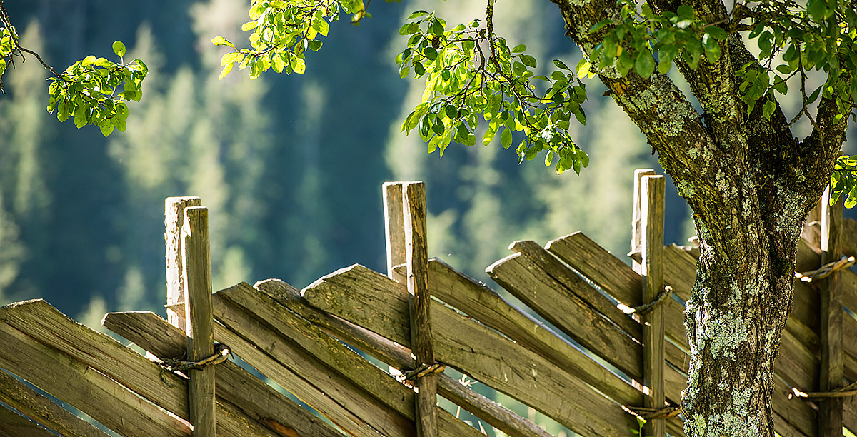 Uno steccato e un albero con piccole foglie verdi