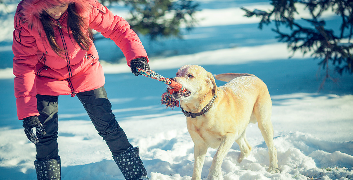 Lachende Frau spielt mit einem an einem Seil ziehenden Hund im Schnee und lacht.