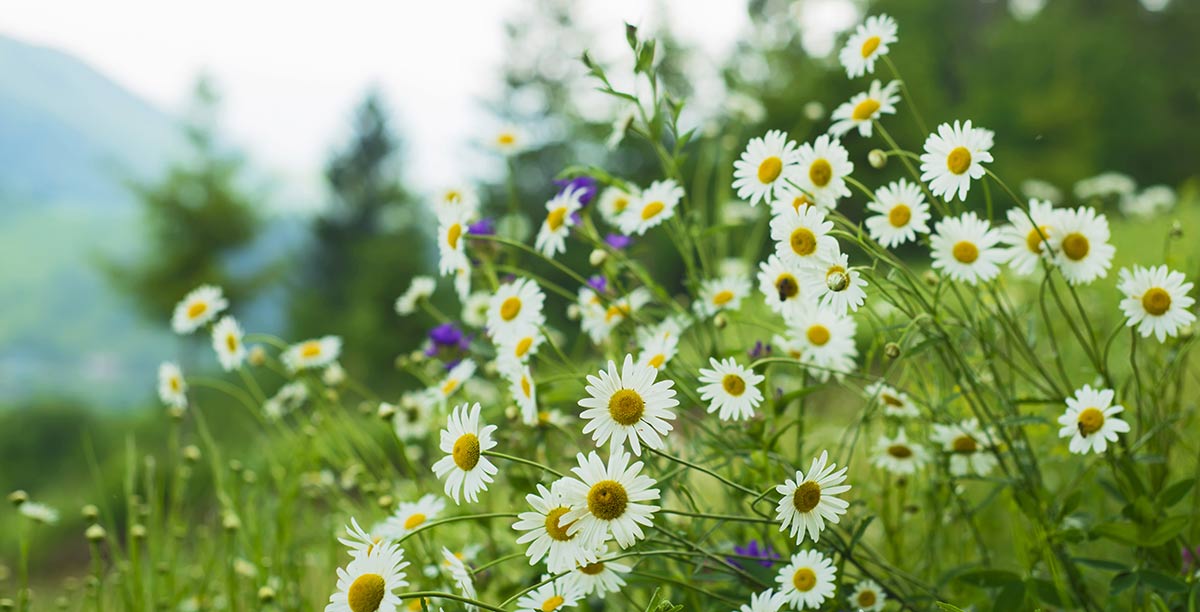 Daisies and lilac flowers in a meadow