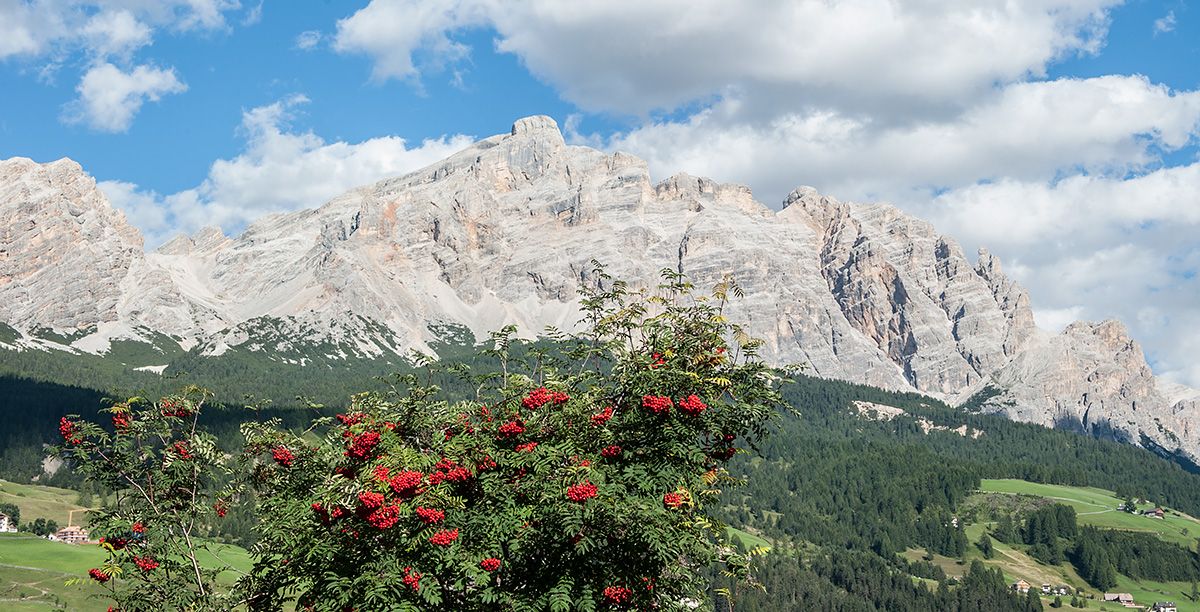 Un cespuglio con bacche rosse e montagne sullo sfondo