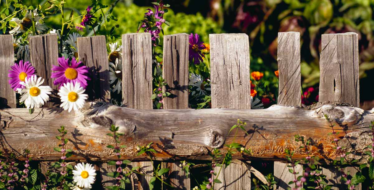 Wooden fence and flowers